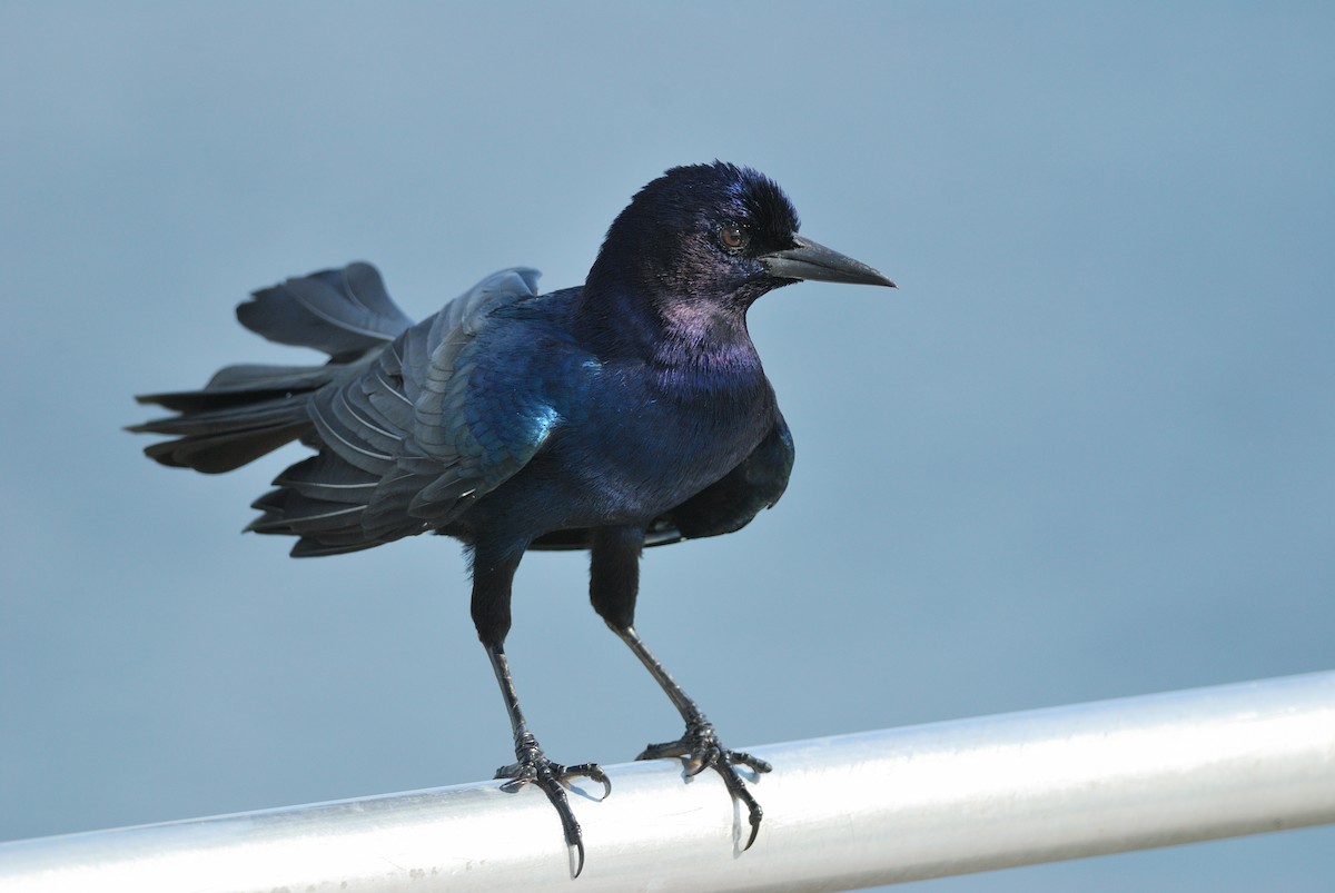 Boat-tailed Grackle - ML620509629