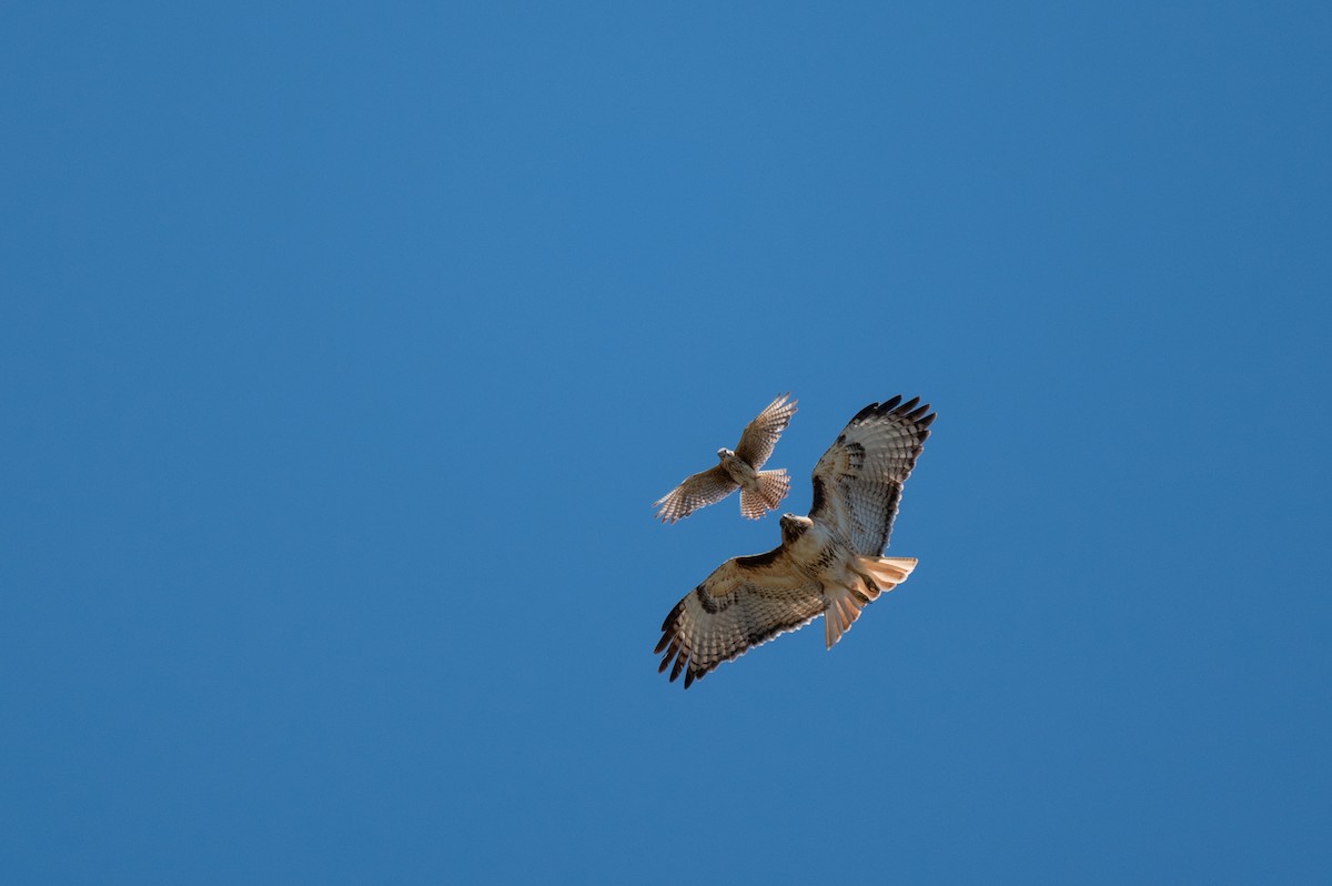 American Kestrel - ML620509630