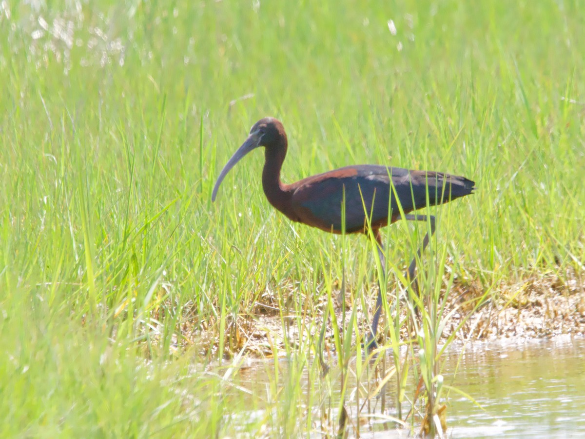 Glossy Ibis - ML620509631