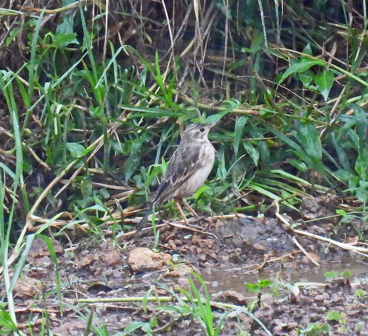 Paddyfield Pipit - ML620509633