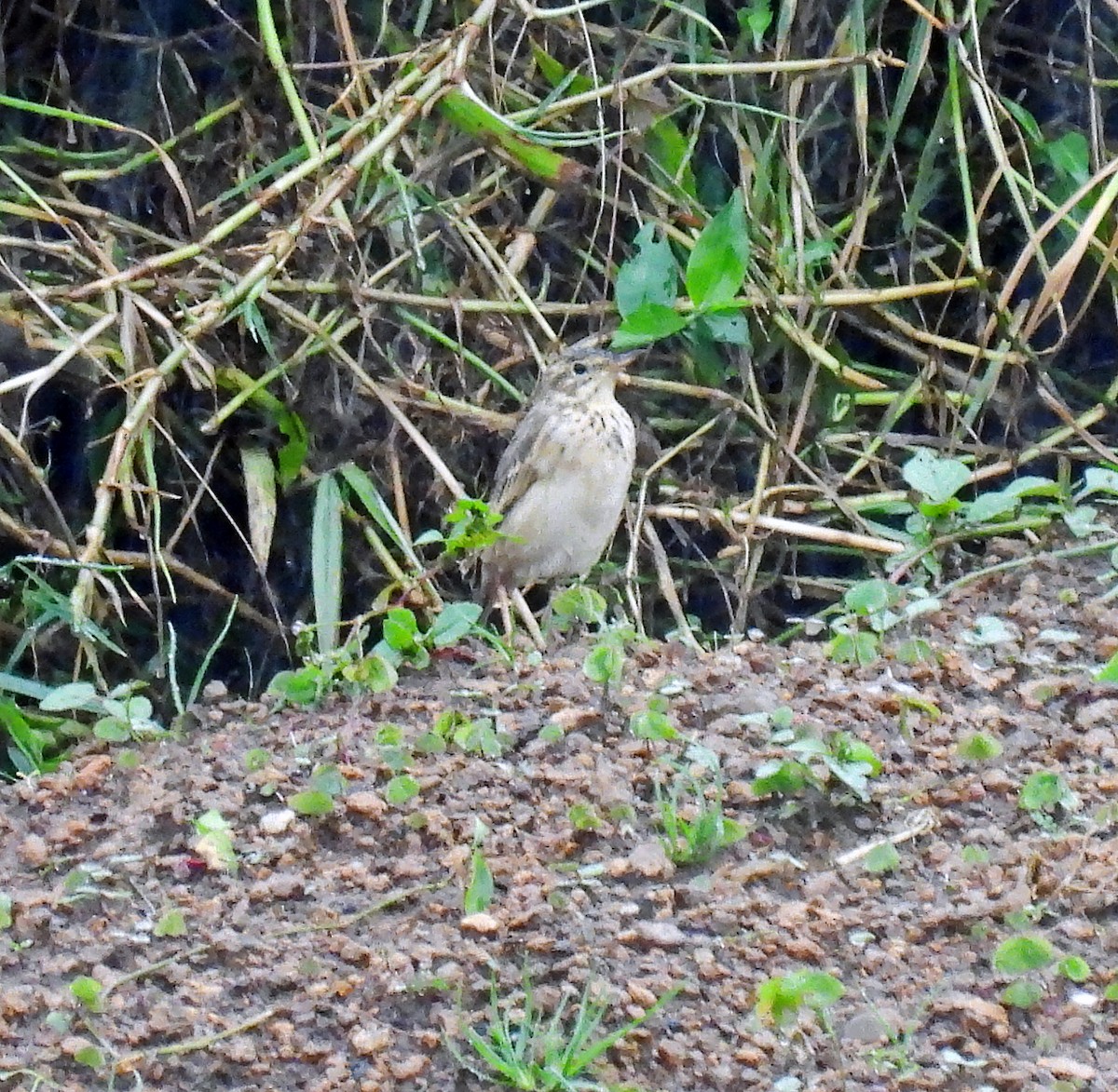 Paddyfield Pipit - ML620509634