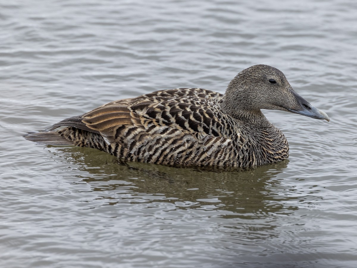 Common Eider - ML620509638