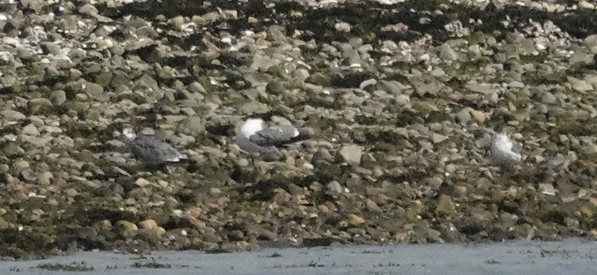 Laughing Gull - ML620509639