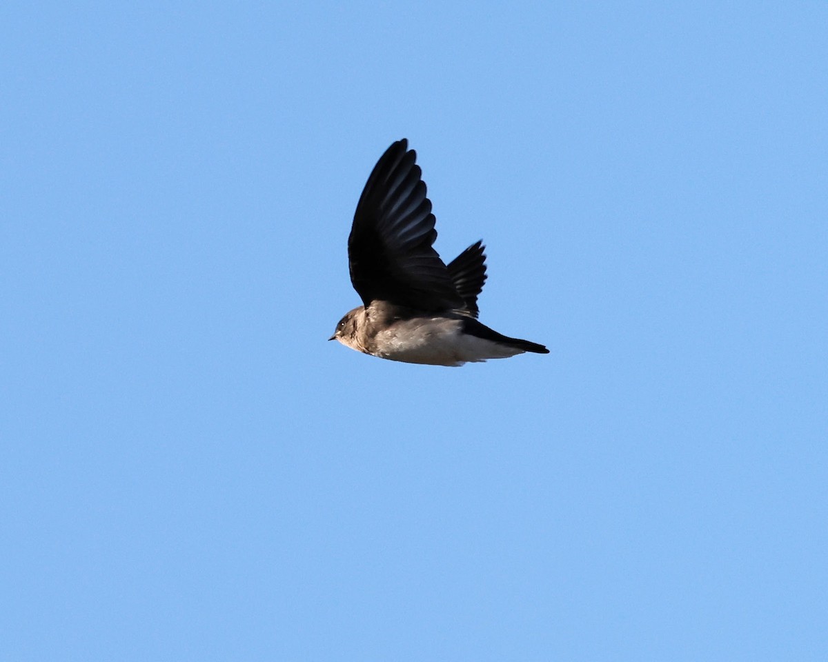 Golondrina Aserrada - ML620509641