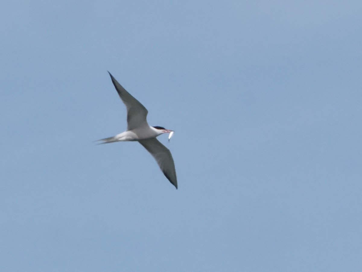 Common Tern - ML620509648