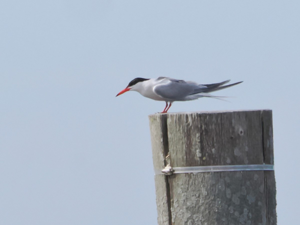 Common Tern - ML620509649