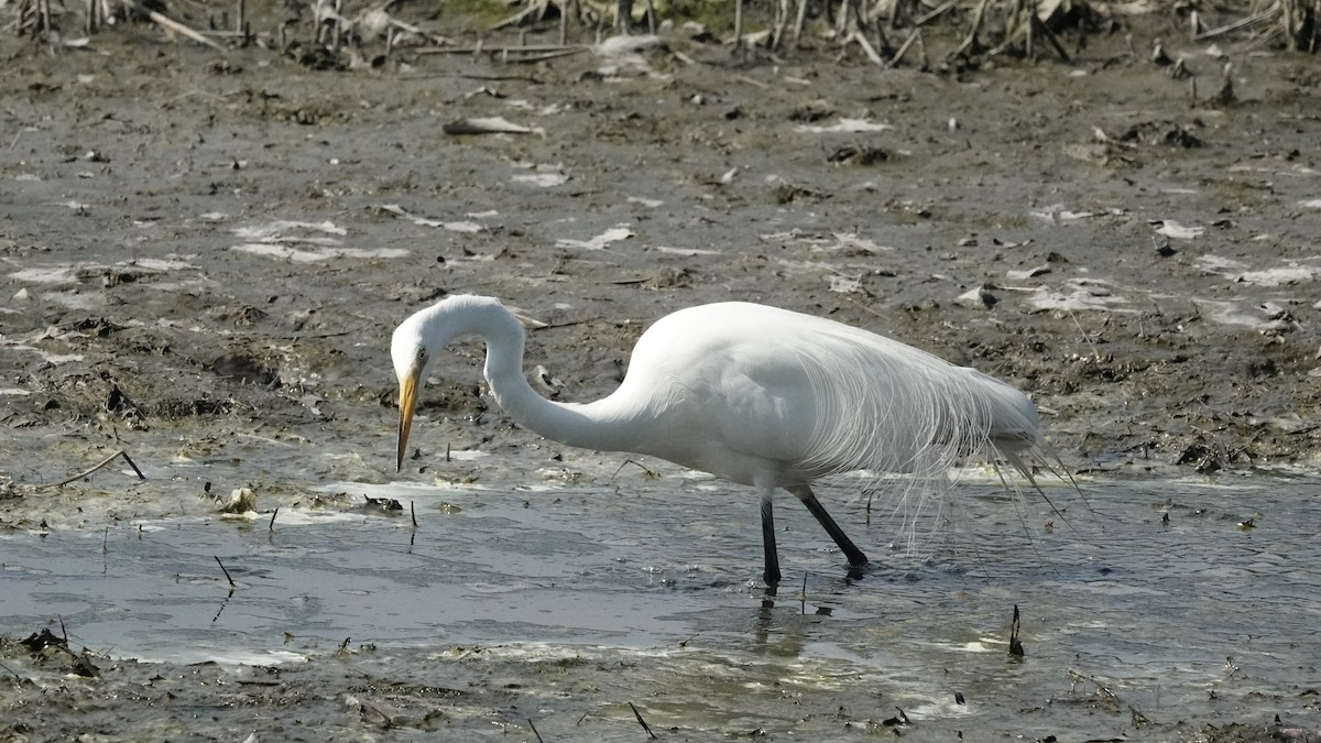 Grande Aigrette - ML620509651