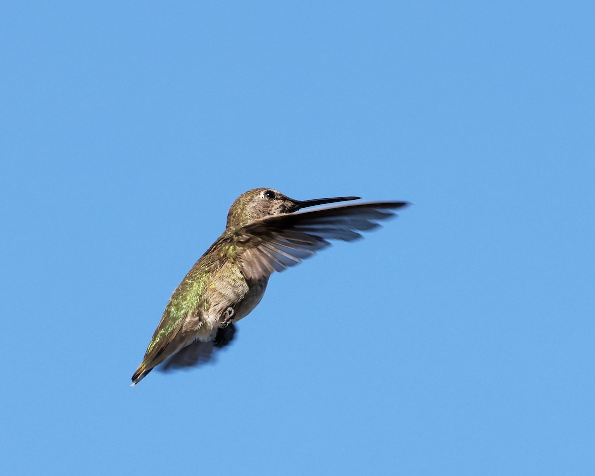 Anna's Hummingbird - ML620509652