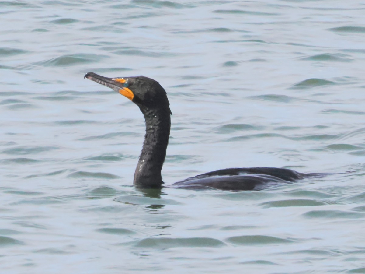 Double-crested Cormorant - ML620509655