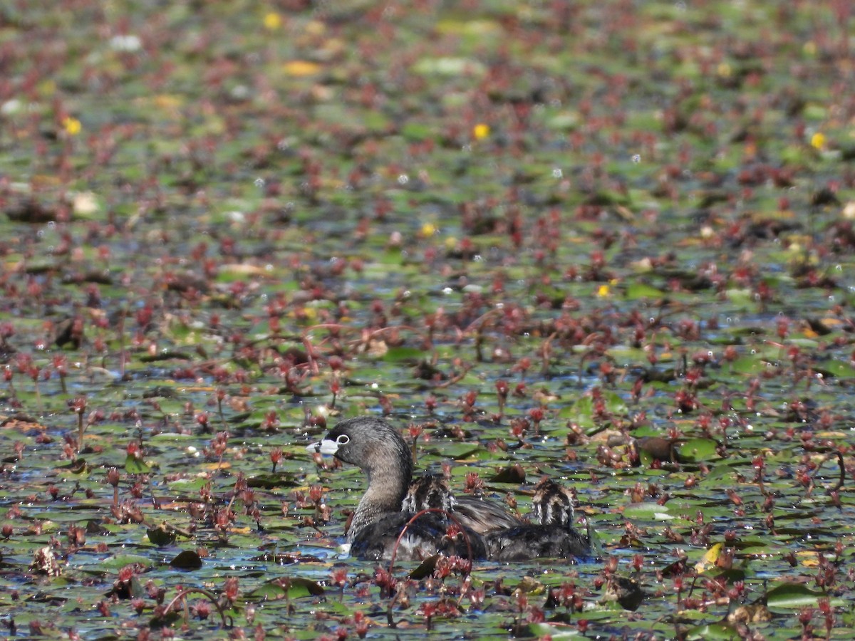 Pied-billed Grebe - ML620509656