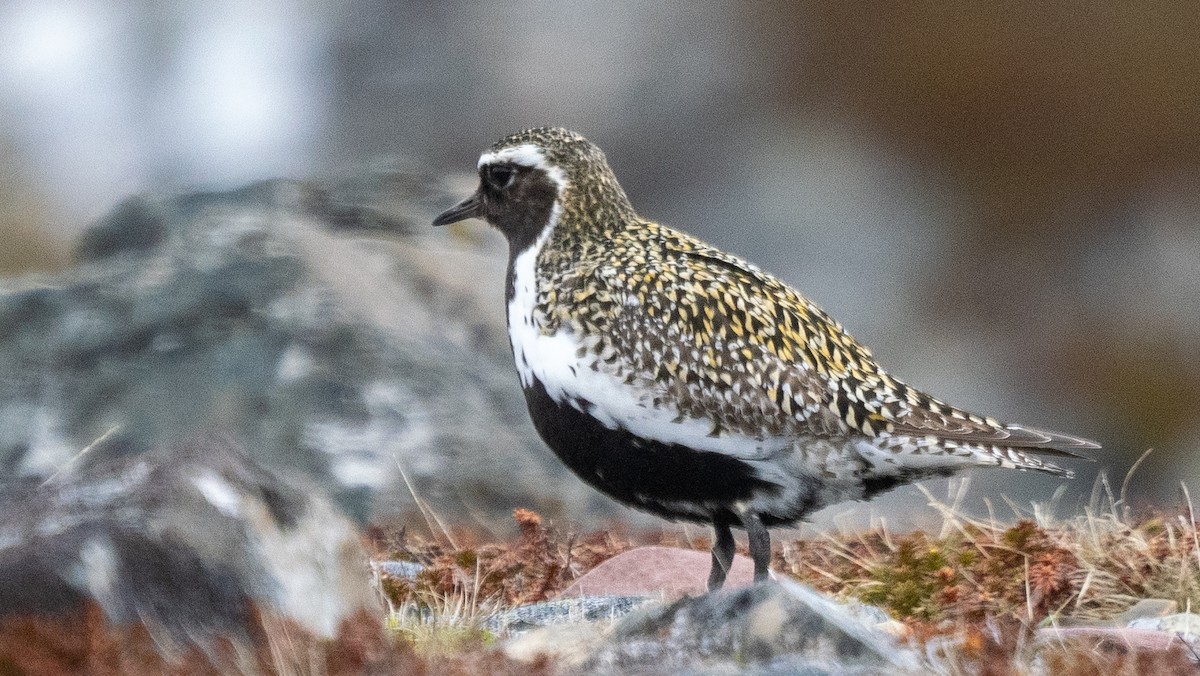 European Golden-Plover - ML620509658