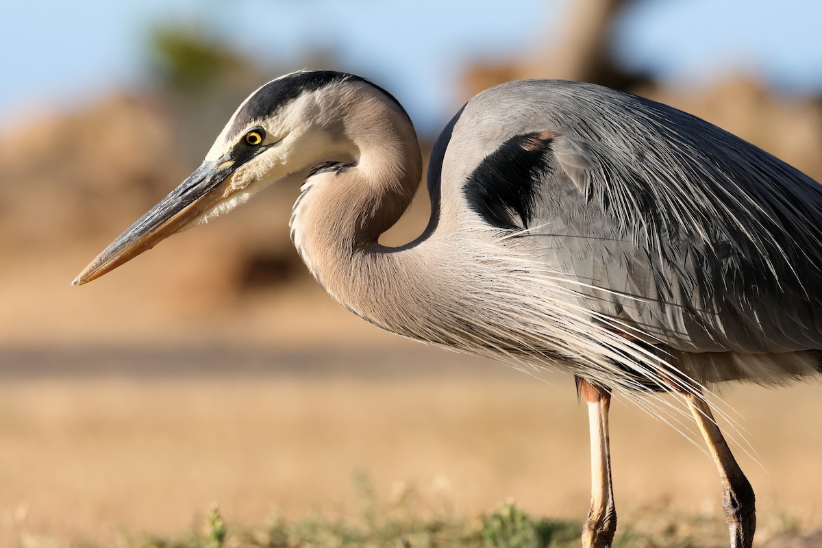 Garza Azulada - ML620509659