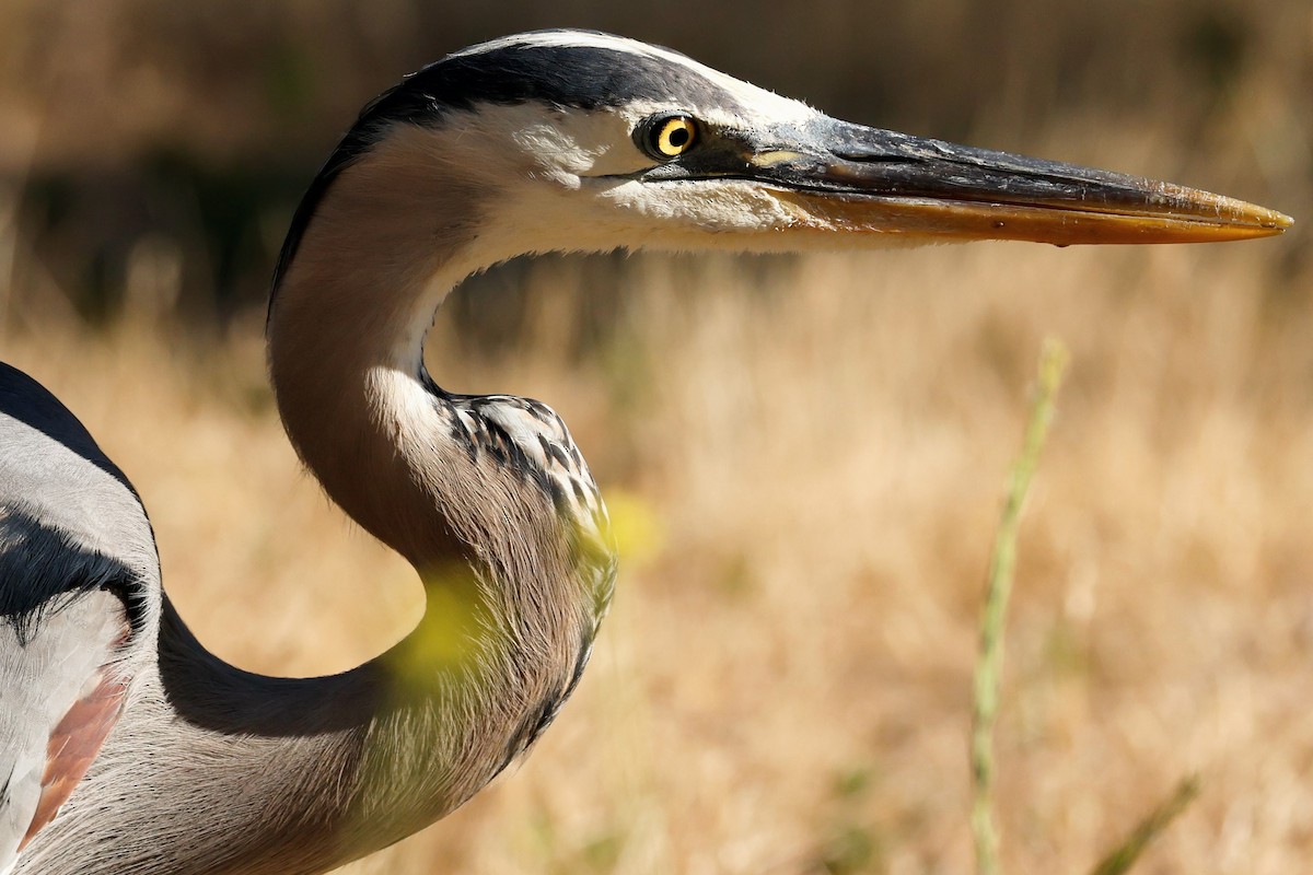 Great Blue Heron - ML620509662