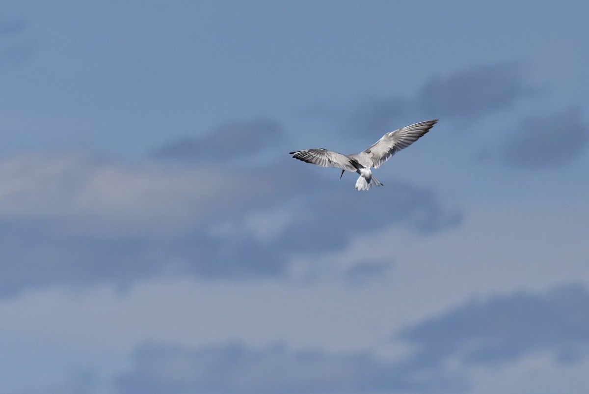 Forster's Tern - Leigh Gay