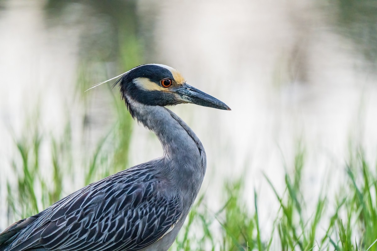 Yellow-crowned Night Heron - ML620509674