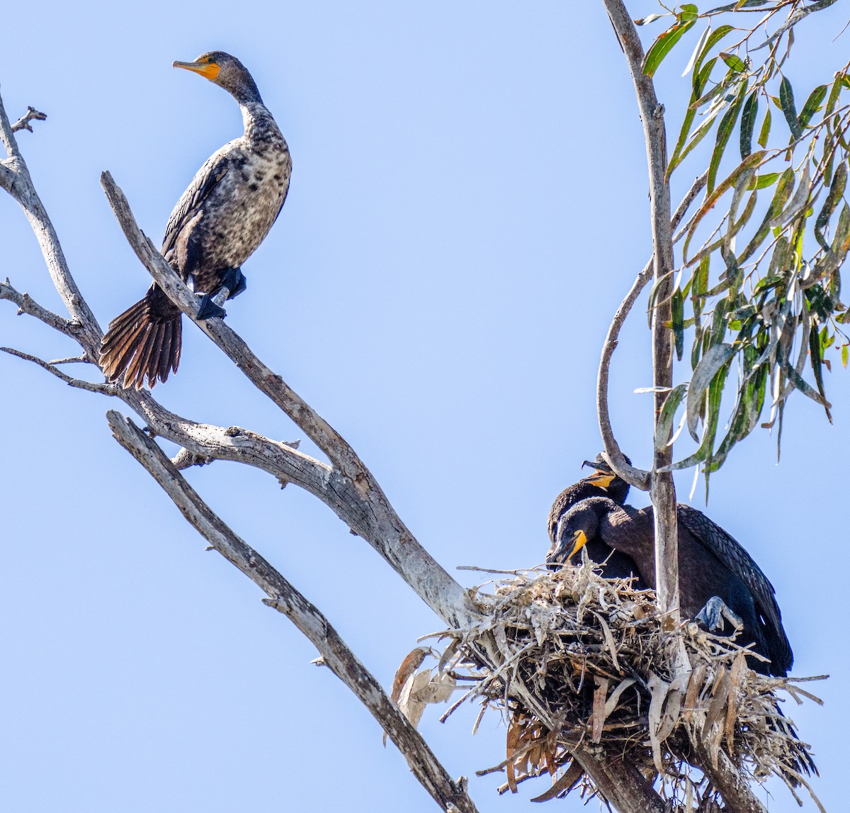 Double-crested Cormorant - ML620509675