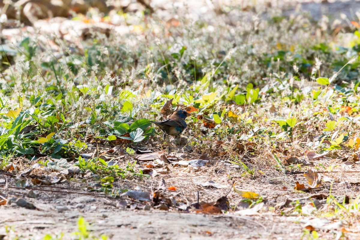 Blue Grosbeak - ML620509677