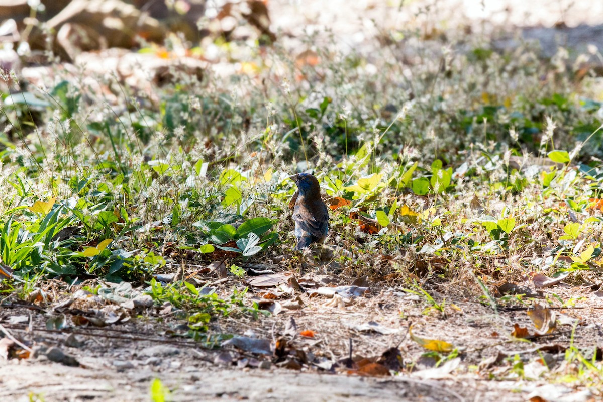 Blue Grosbeak - ML620509678