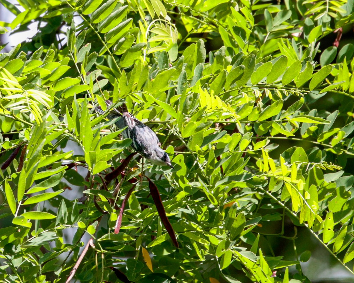 Paruline azurée - ML620509695