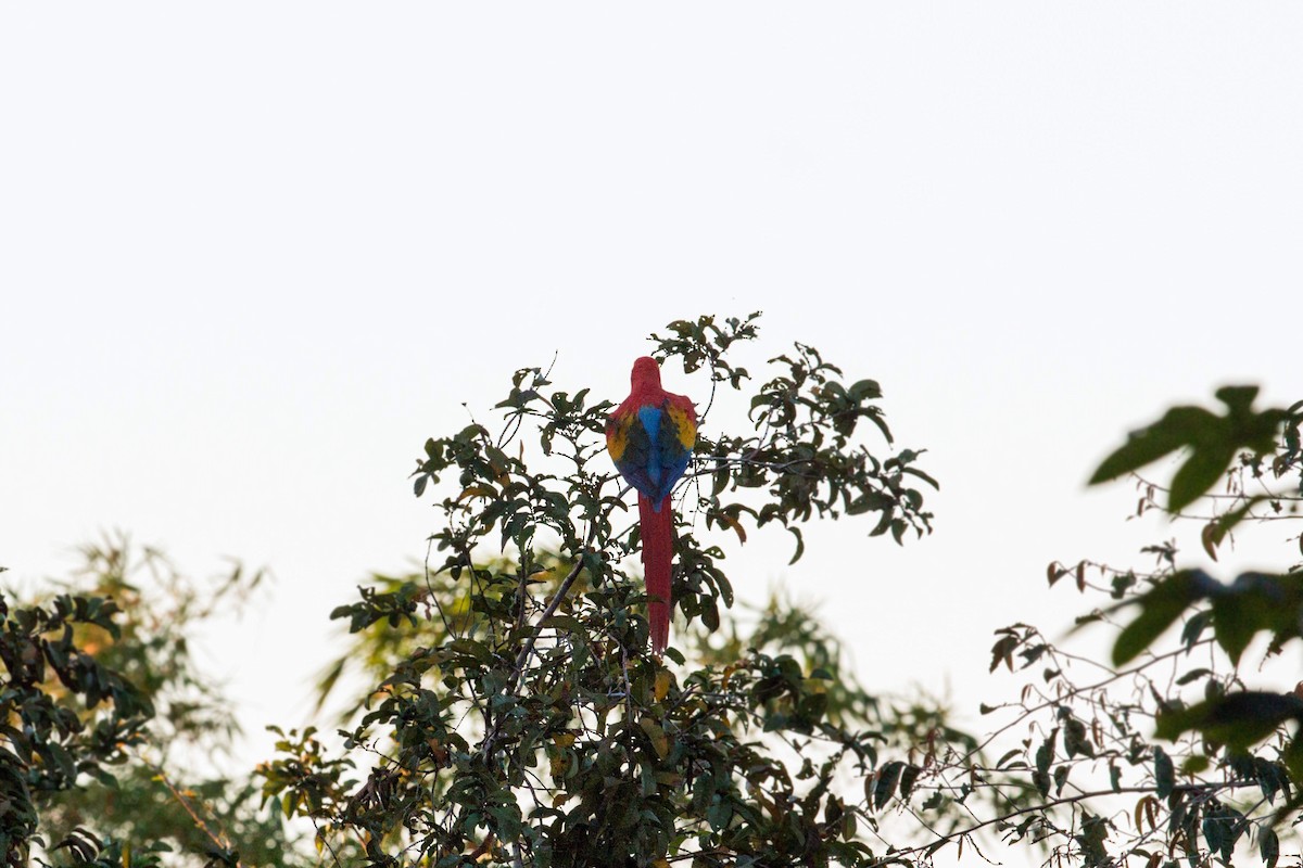 Scarlet Macaw - ML620509698