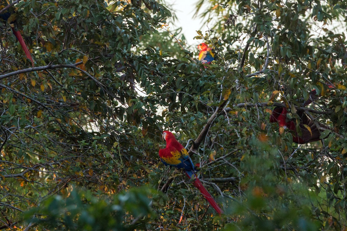 Scarlet Macaw - ML620509703