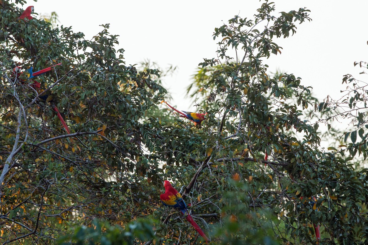 Scarlet Macaw - ML620509705