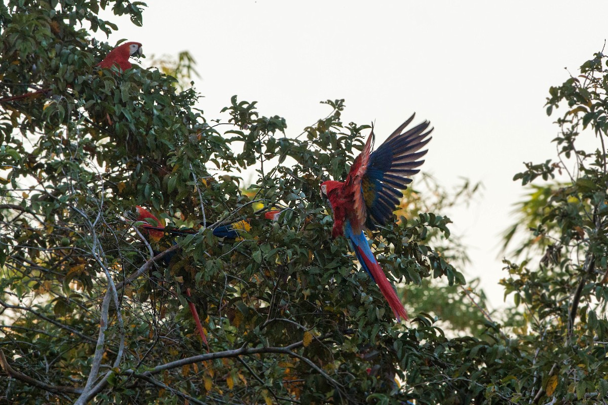 Scarlet Macaw - ML620509706