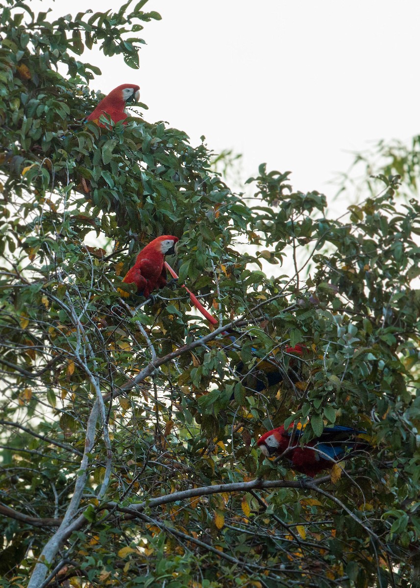 Scarlet Macaw - ML620509717