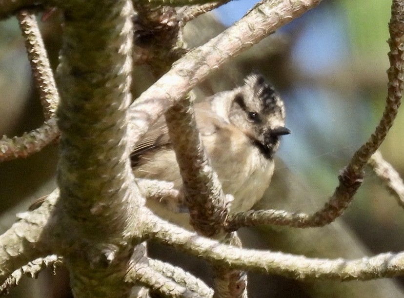 Crested Tit - ML620509728