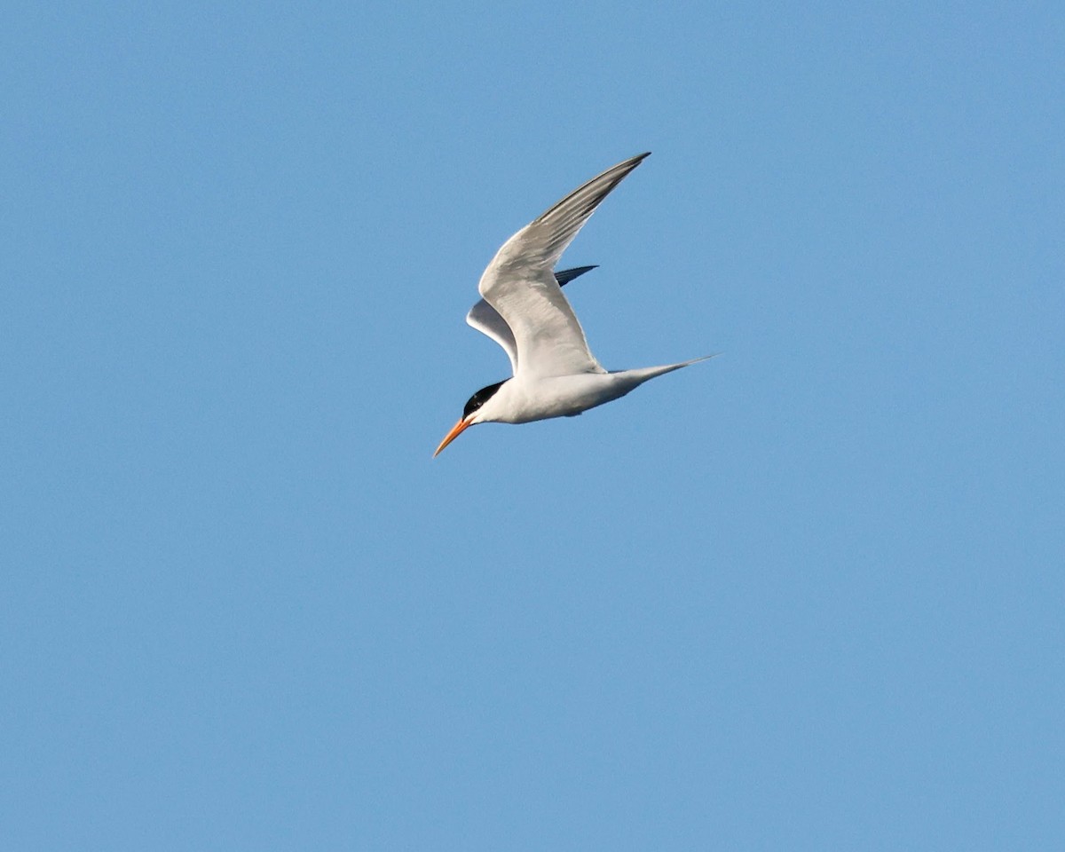 Elegant Tern - ML620509732