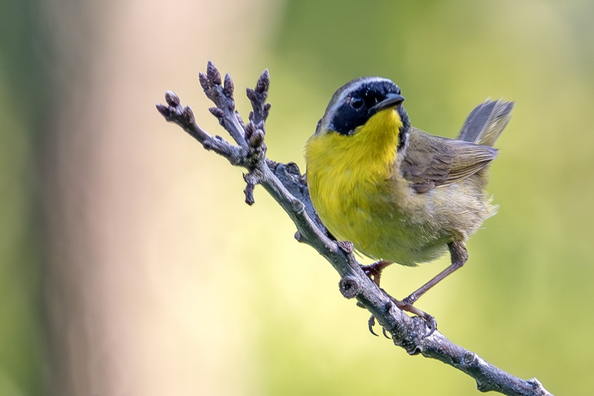 Common Yellowthroat - ML620509733