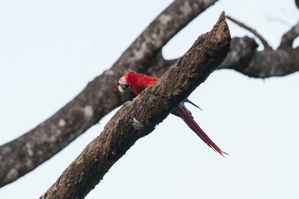 Scarlet Macaw - ML620509739