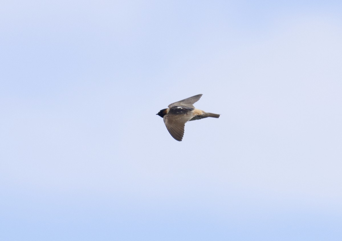 Cliff Swallow - ML620509742