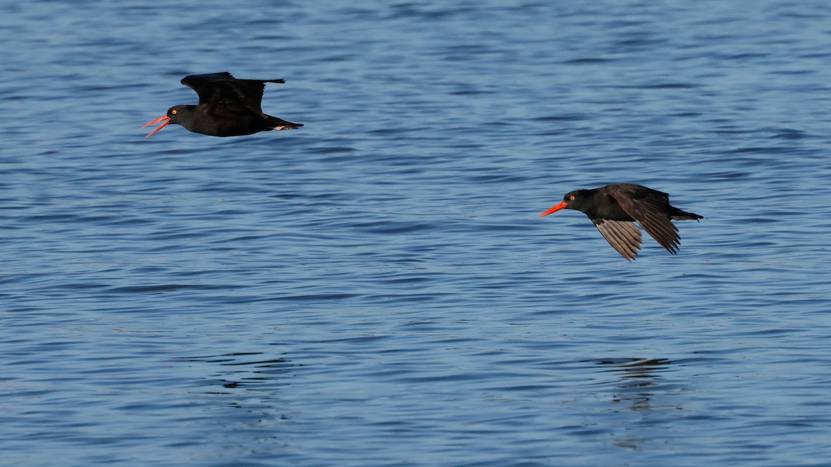 Black Oystercatcher - ML620509744