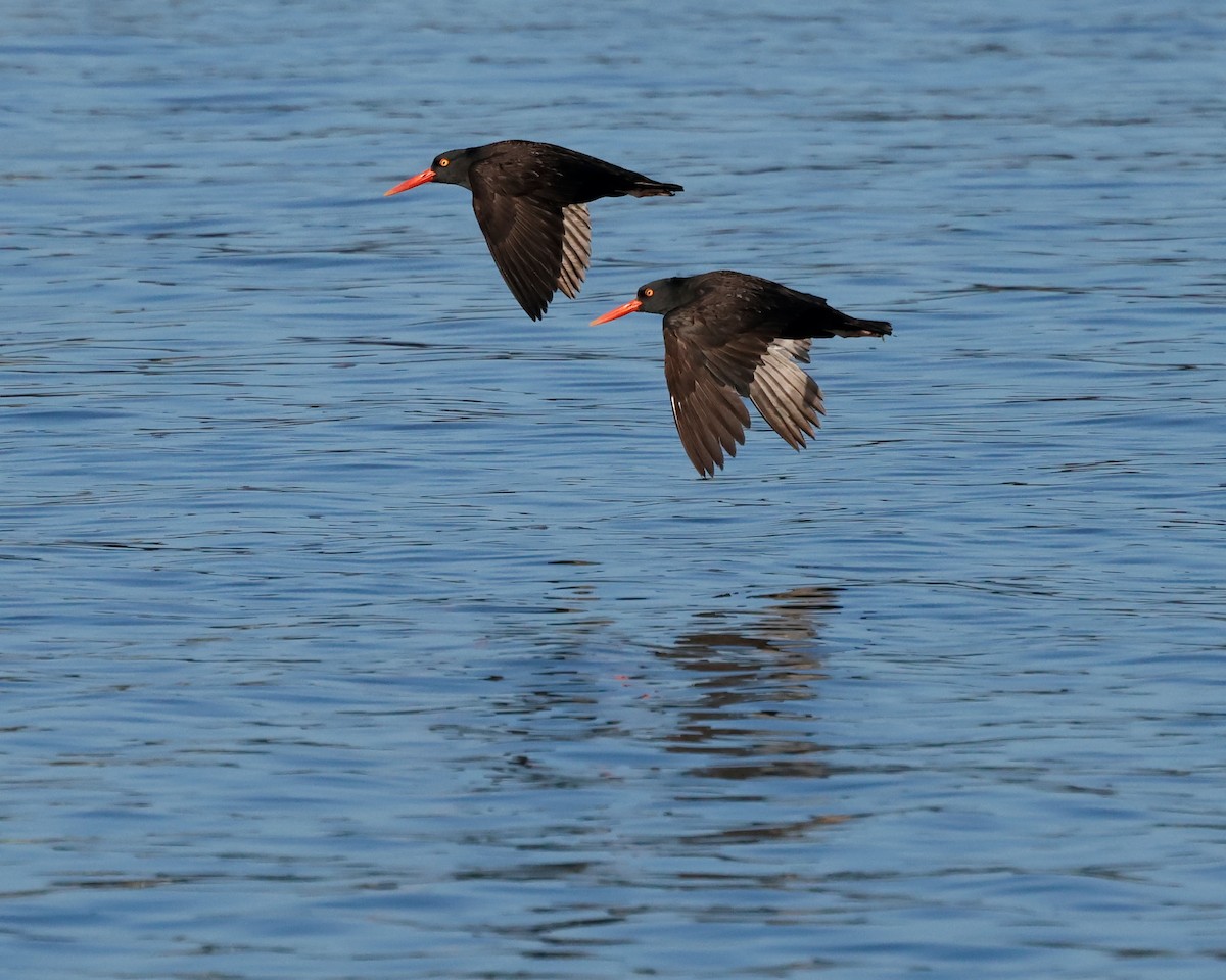 Black Oystercatcher - ML620509745