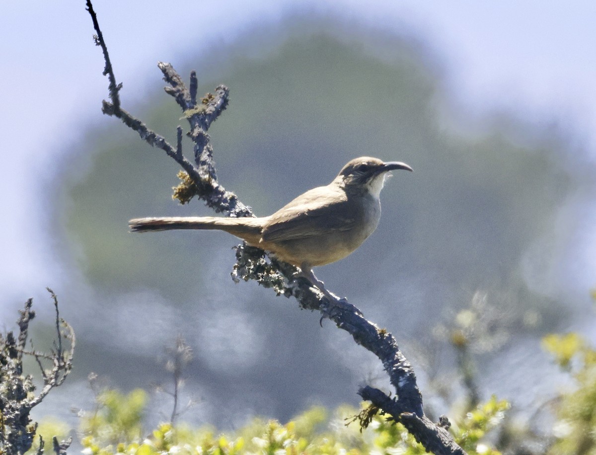 California Thrasher - ML620509751