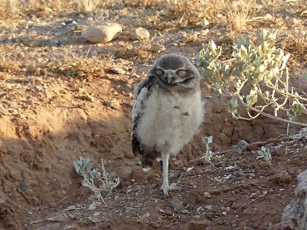 Burrowing Owl - ML620509753