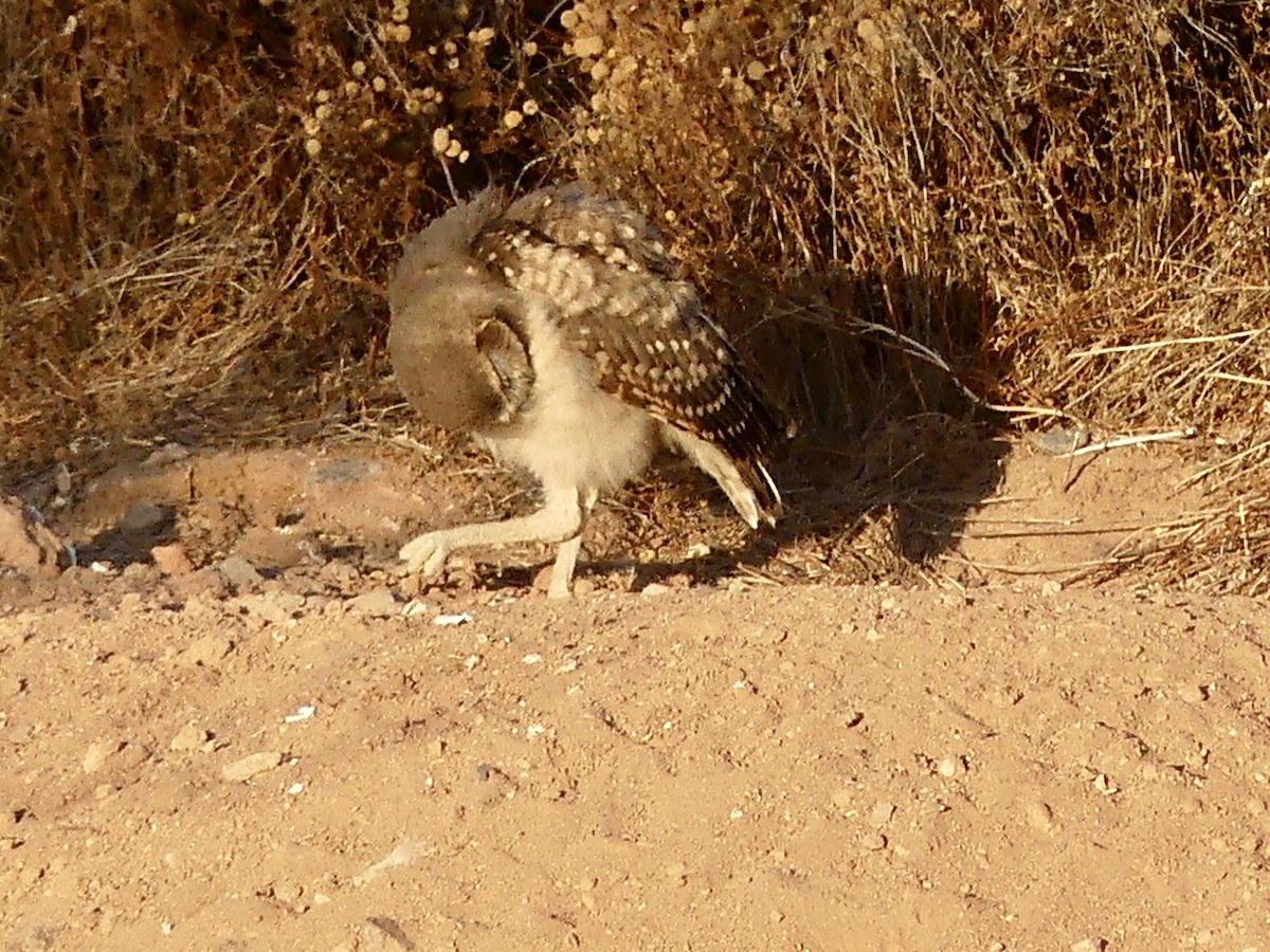 Burrowing Owl - ML620509754