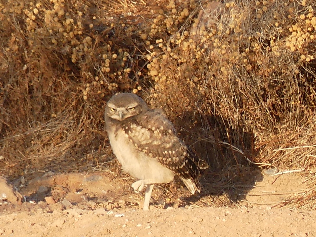 Burrowing Owl - ML620509755