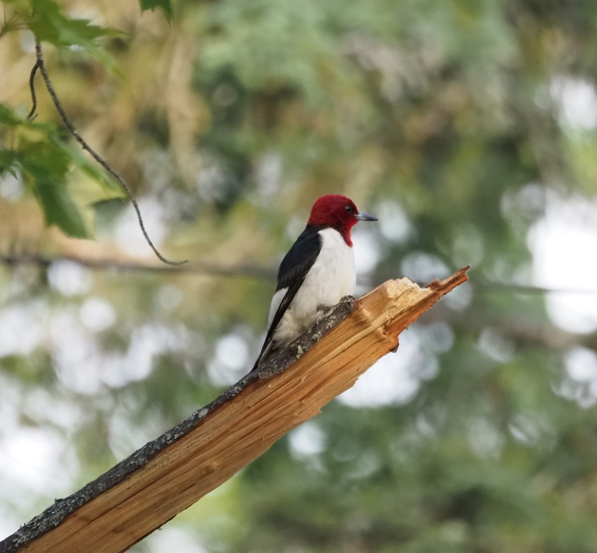 Red-headed Woodpecker - ML620509764