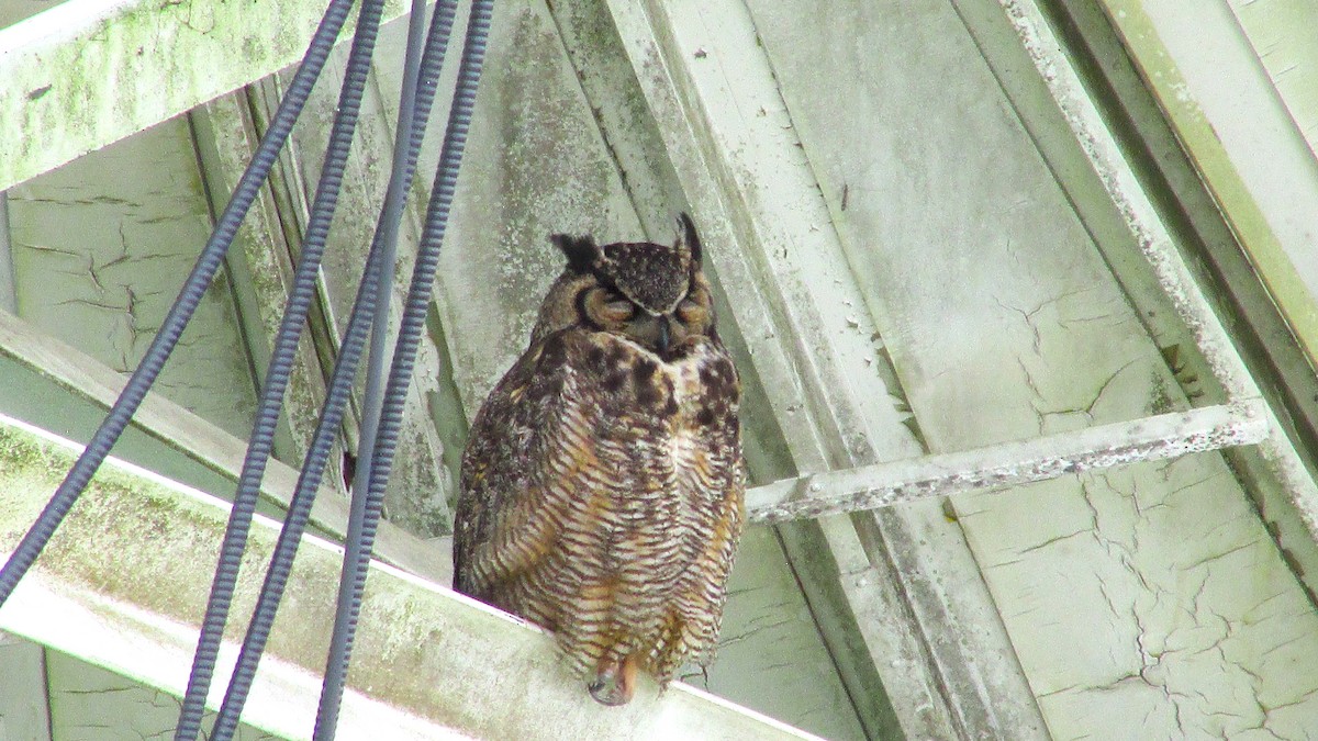Great Horned Owl - ML620509765