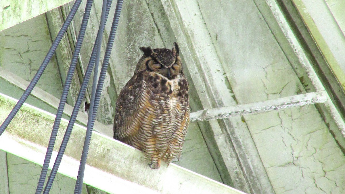 Great Horned Owl - ML620509766