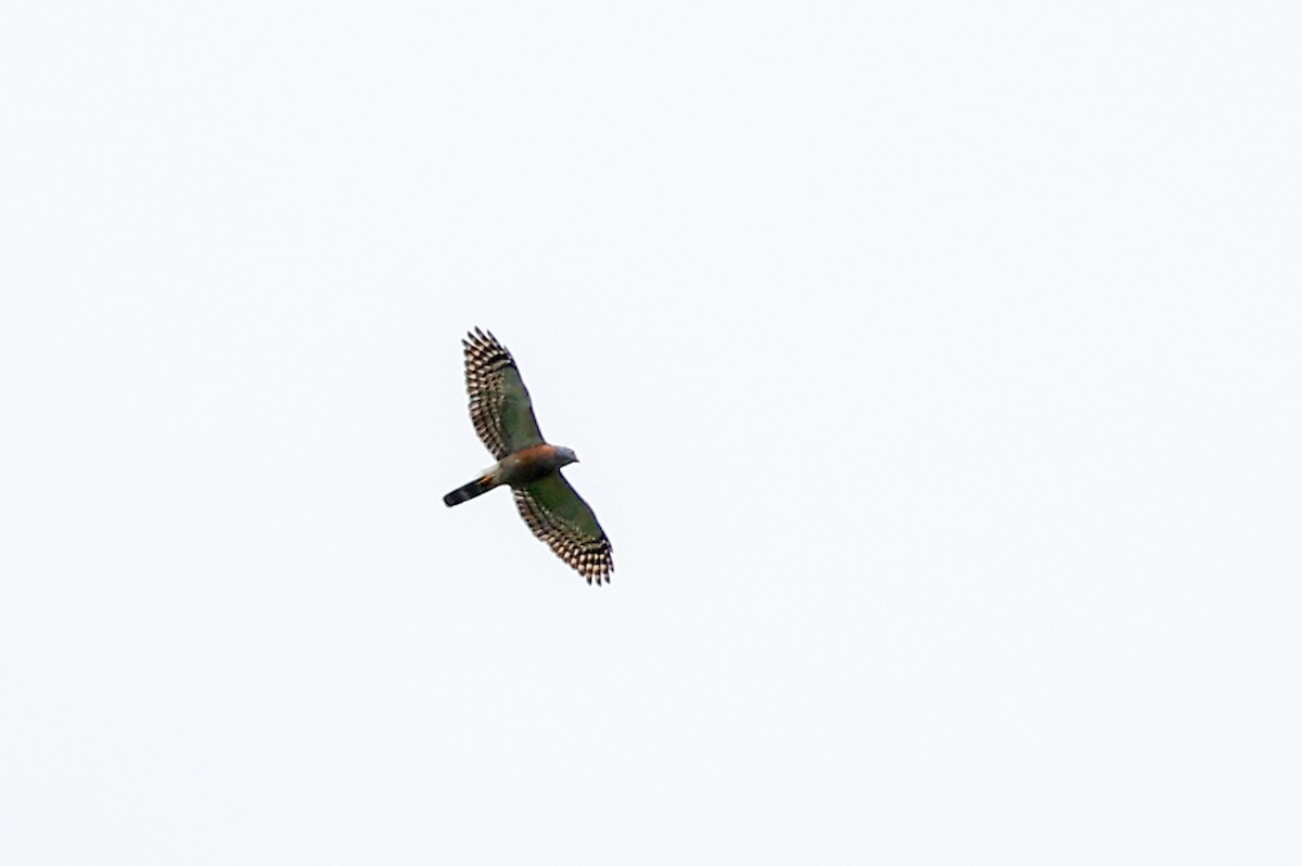 Double-toothed Kite - ML620509767