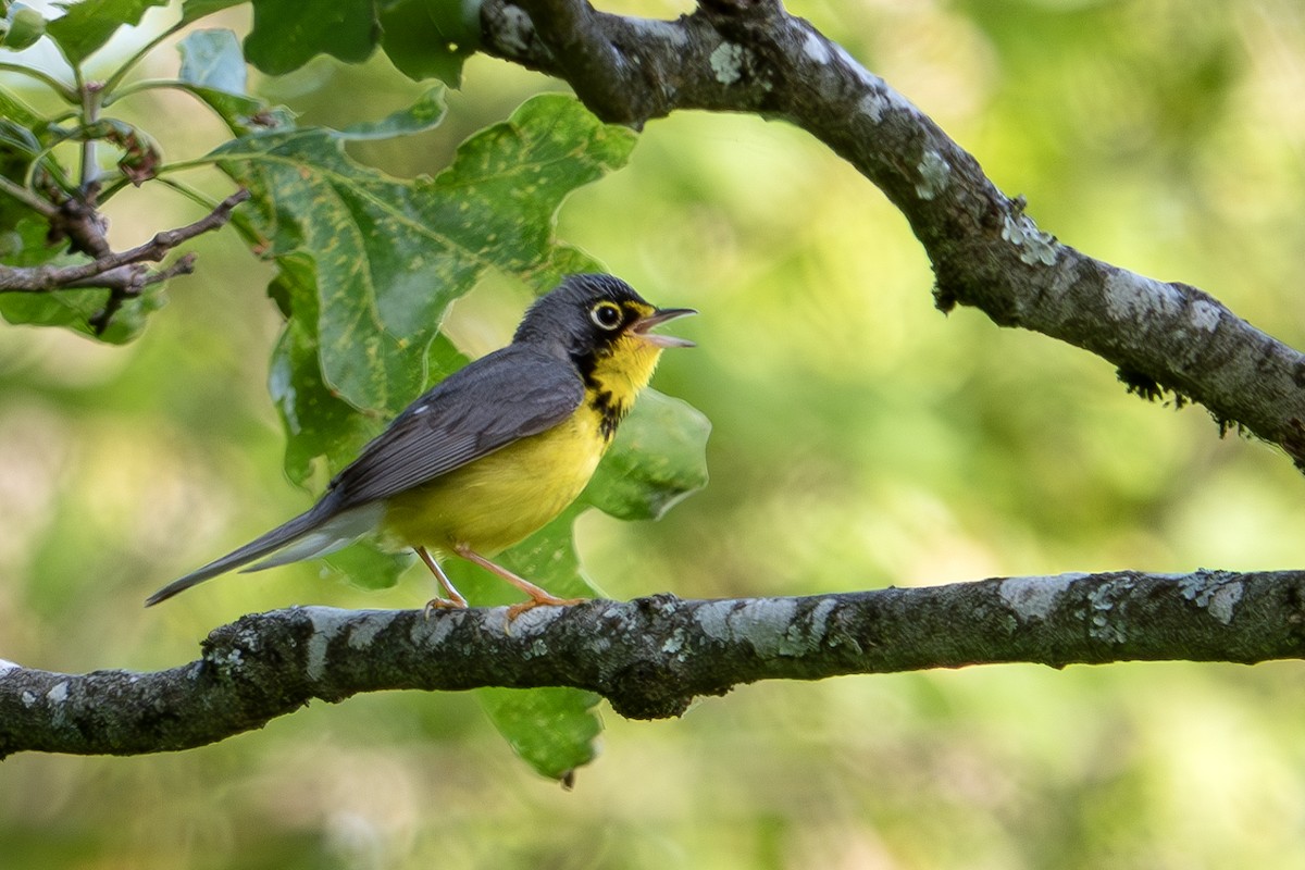 Canada Warbler - ML620509770