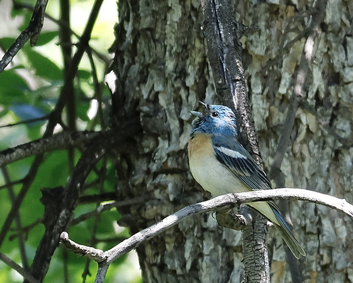 Lazuli Bunting - ML620509772