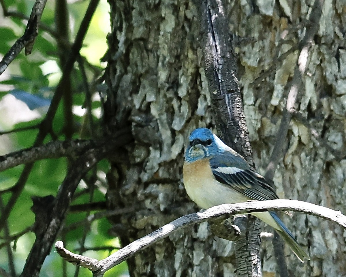 Lazuli Bunting - ML620509773