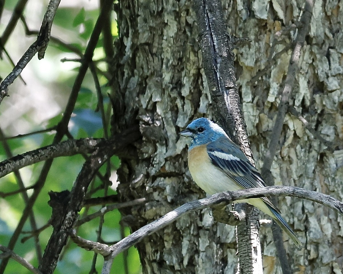 Passerin azuré - ML620509774