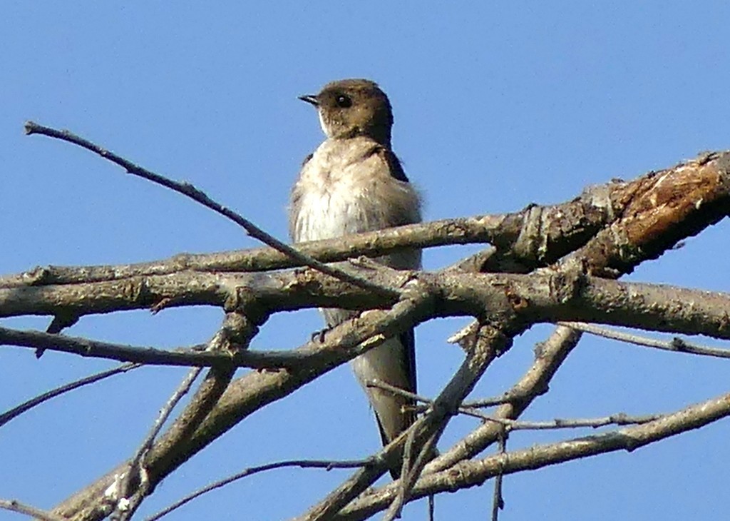 Northern Rough-winged Swallow - ML620509786
