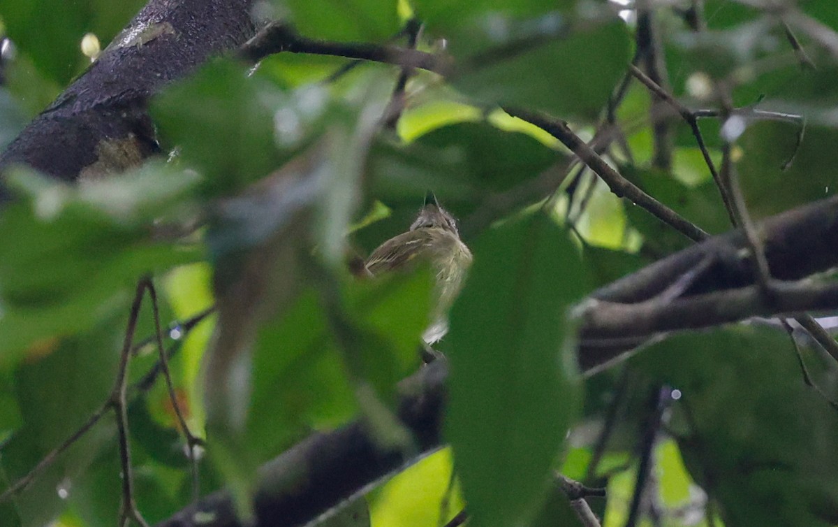 White-eyed Tody-Tyrant - ML620509788