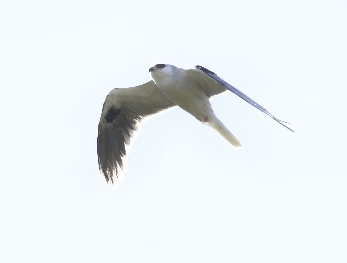 White-tailed Kite - ML620509801